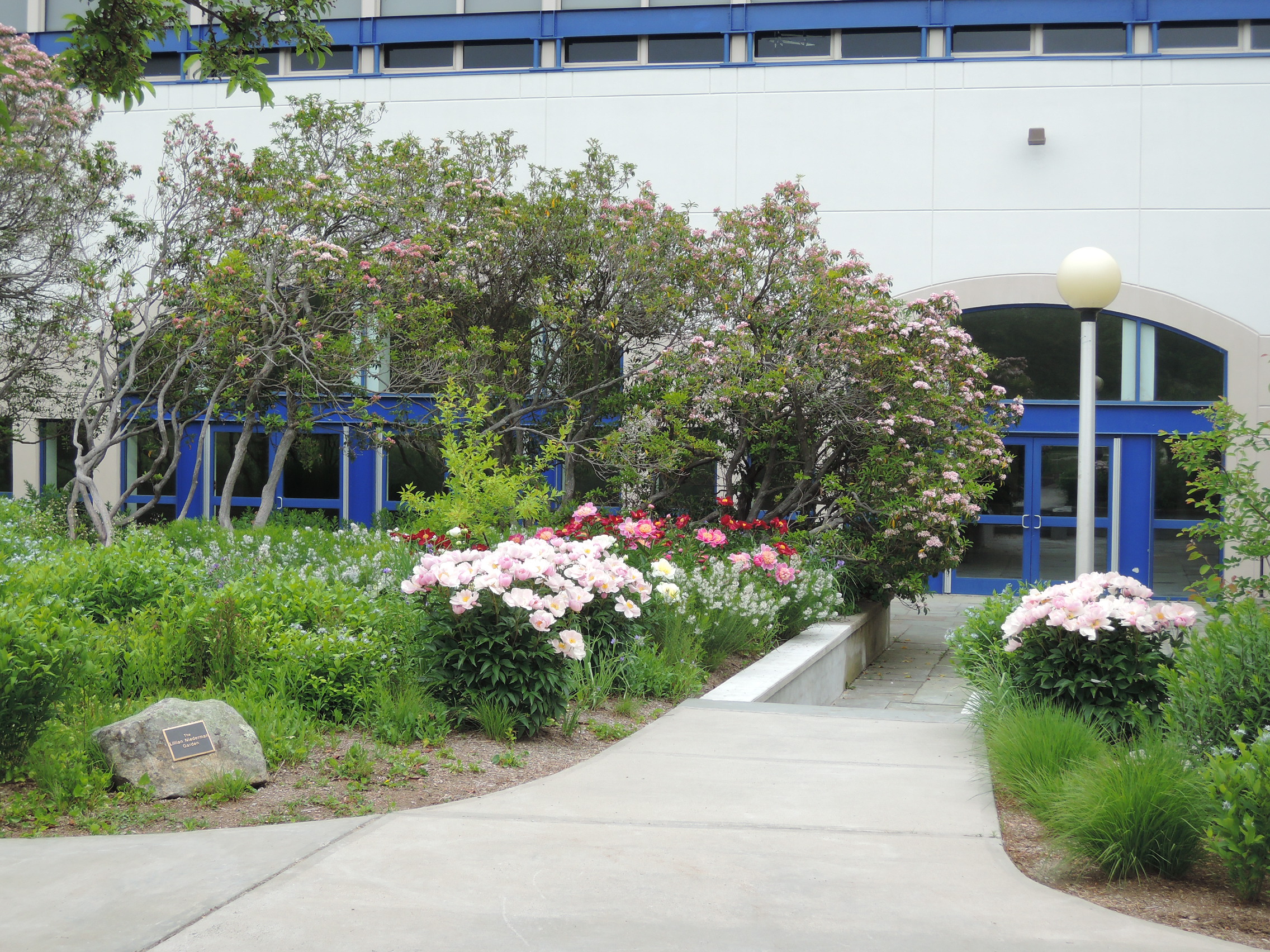 Peonies-Niederman Garden