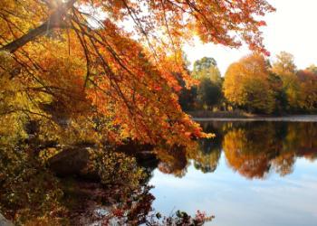 Fall trees in the Arboretum