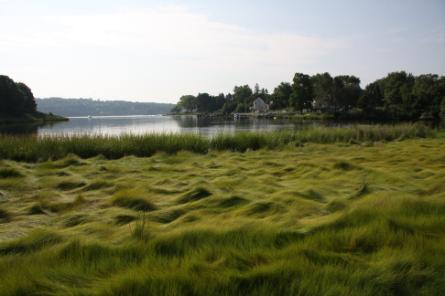 View overlooking Mamacoke Island South Cove