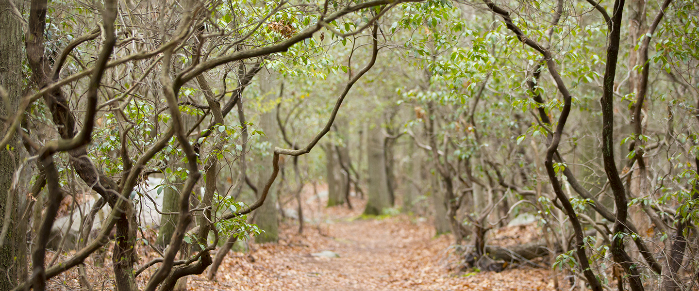 A path is framed by flowering bushes and trees.