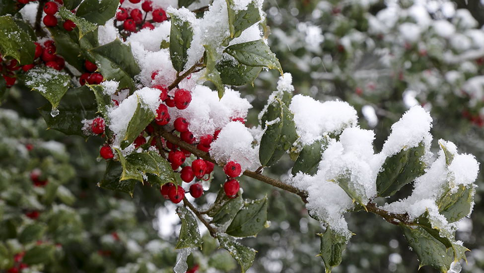 A colorful plant covered in snow.