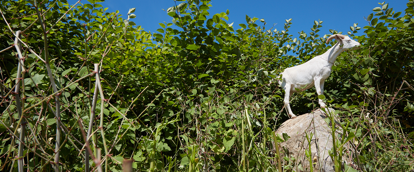 A goat stands on top of a rock